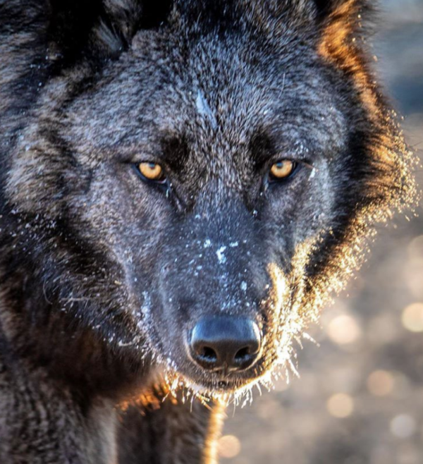 Rare Video Catches Wolf Salmon Fishing At Brooks Falls In Katmai