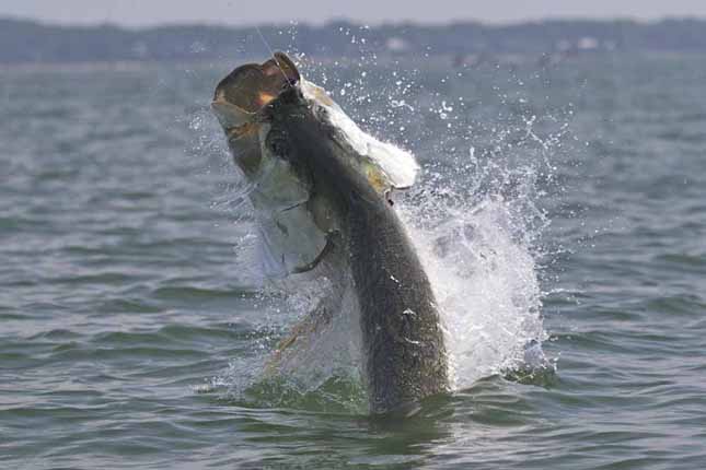Feature: The (Shrinking) Giant Tarpon Fly