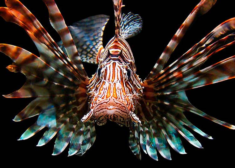 Conservation: The lionfish is an anglers nightmare