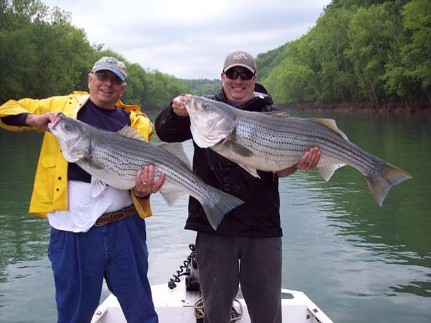 The Cumberland River holds giant stripers, catfish and trouts.