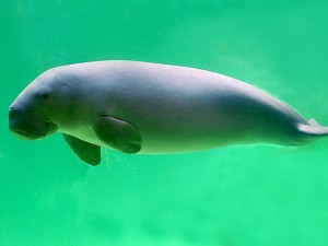 Dugong are relatives of the manatee.