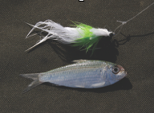 Seaguar Knot tied to imitation baitfish fly next to baitfish.