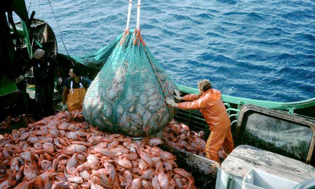 Conservation: Interpol targets illegal fishing, seafood fraud