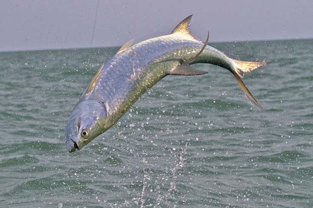 News: FL FWC proposes – tarpon and bonefish catch-and-release only