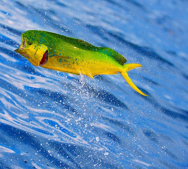 This instant classic by David Cartee reminds us of why the Mahi is on everybody's list of favorites.