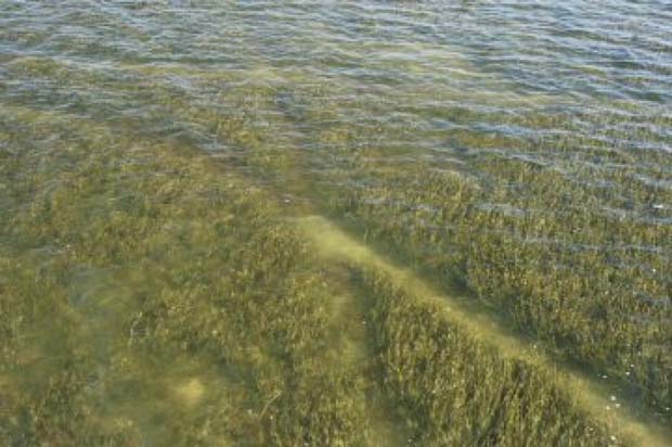 News: First Deepwater Horizon seagrass restoration project completed