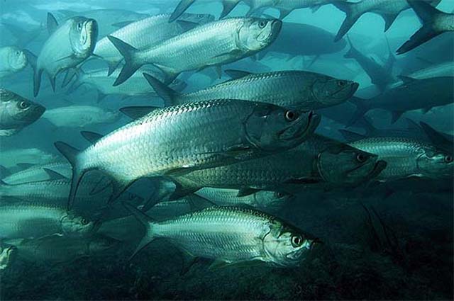Petition: Help us stop the spearing of tarpon in federal waters