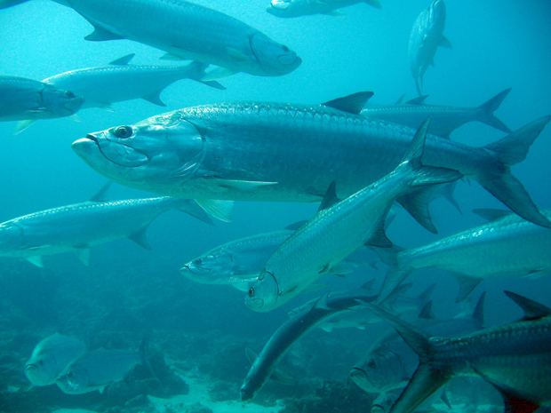 News: Florida extends no harvest of tarpon into federal waters
