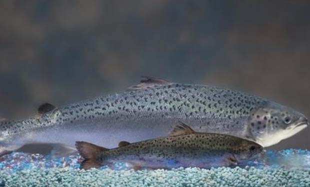 News: GM Atlantic salmon breed with wild brown trout – pass on genes