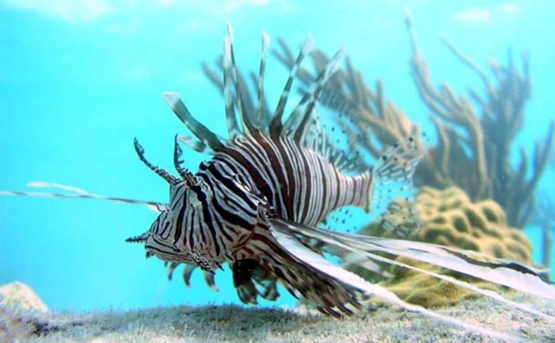 News: Lionfish Expedition – down deep is where the big, scary ones live