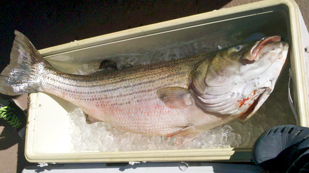 News: Fly fishing pioneer, Lou Tabory, sounds off on dearth of striped bass