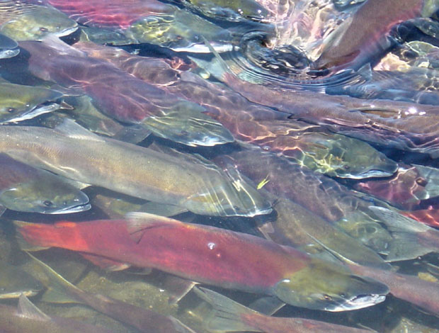 Science: Is the deck stacked against wild salmon?