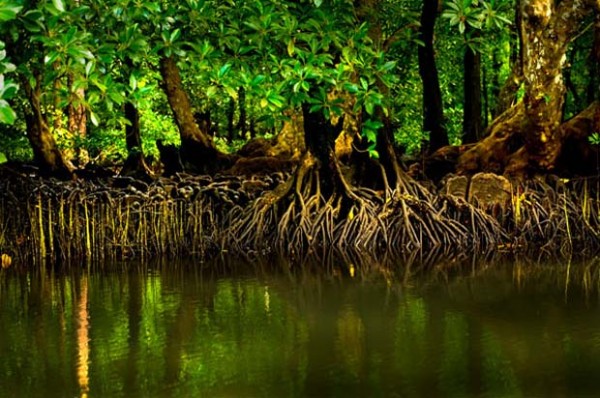 Conservation: Can mangroves adapt to rising seas? - Fly Life Magazine