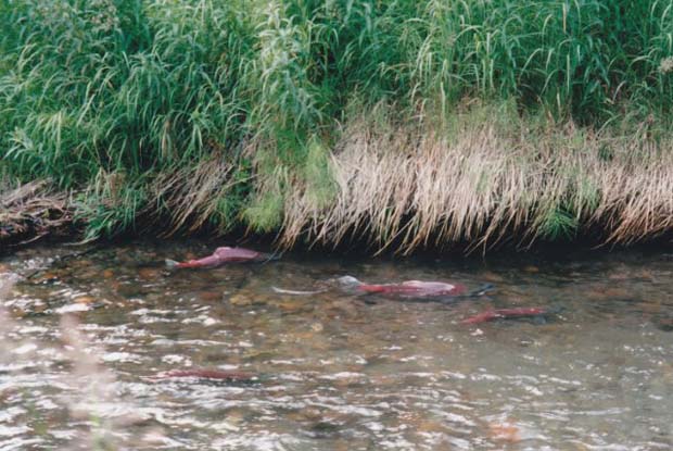 Of Interest: Alaskan salmon show how a river Is supposed to behave