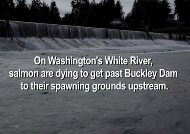 Video: Stop the fish kills! Buckley Dam massacre continues