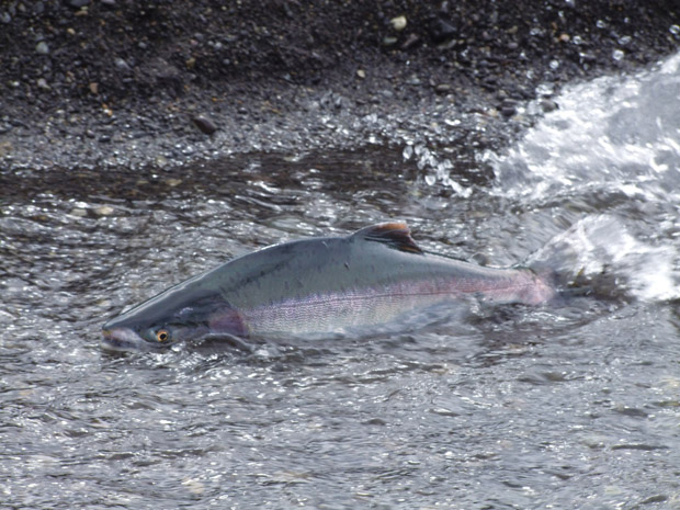 Video: Salmon habitat at threat. Watch now.