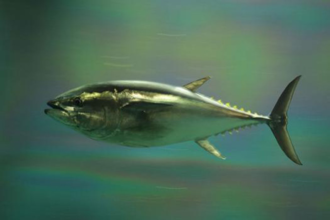 News: Pacific bluefin tuna population has dropped by 96 percent