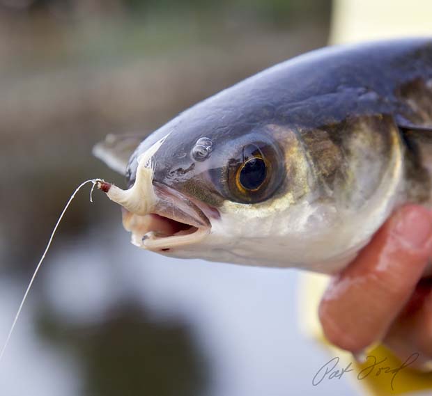 Feature Story: Mullet on a fly everytime! - Fly Life Magazine