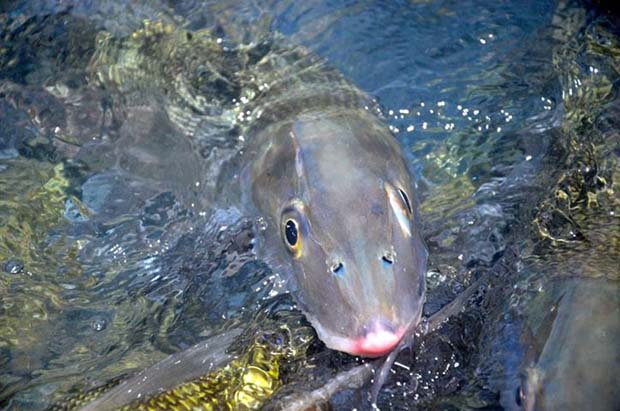 News: BTT Bonefish tagging efforts expand to South Andros