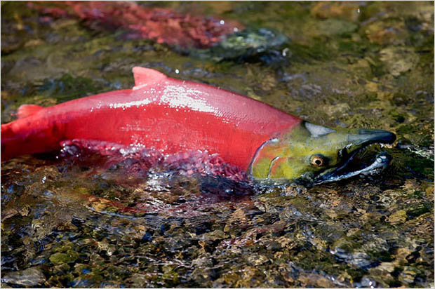 Video: Why do Alaska’s salmon leave their natal waters?
