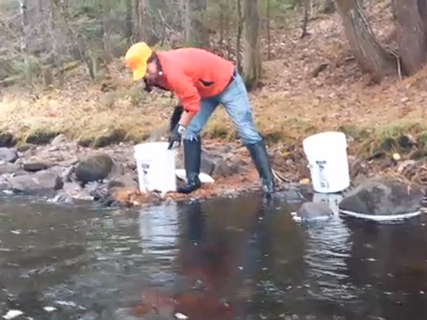Conservation: Everyone watching this salmon restoration project