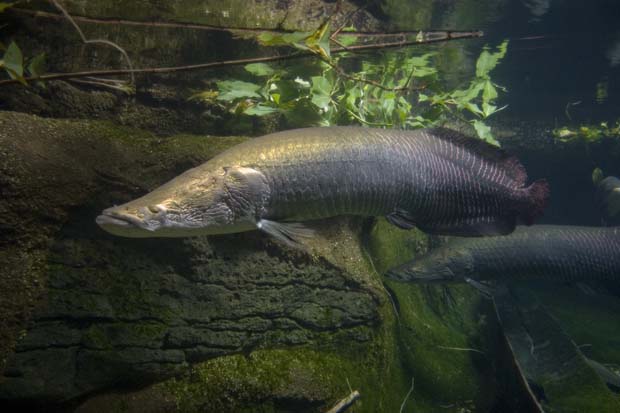 Destinations: Are you up to the giant arapaima?
