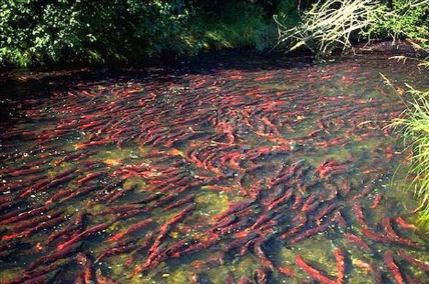 News: Salmon runs threatened by mine proposals need your voice