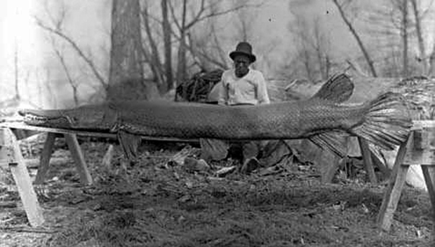 Alligator gar caught at Moon Lake, Mississippi. March 1910