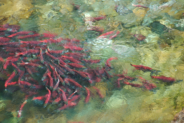 In the Bristol Bay watershed, the impact of salmon is everywhere, in literally every living thing. Photo: Chris DeNatale
