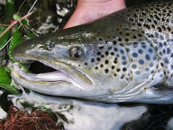 Wednesday Fish Facts: What causes KYPE in spawing trout? - Fly