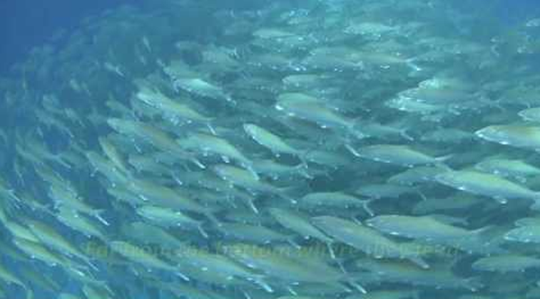 News/Video: Bonefish study reveals previous unknowns about spawning
