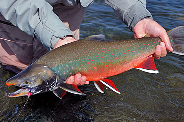 Feature: Part two of Fly Fishing in Alaska