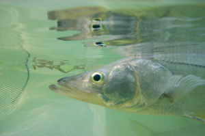 snook hermaphrodites facts