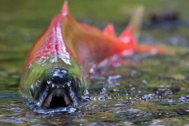 Conservation: Lessons from Bristol Bay salmon runs