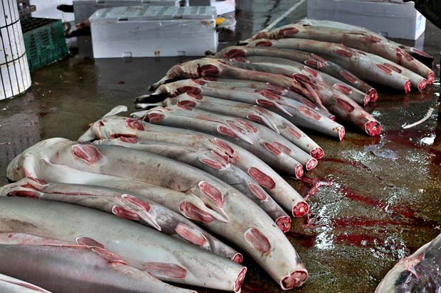 Sharks kill only 12 people per year, so let’s slaughter them?