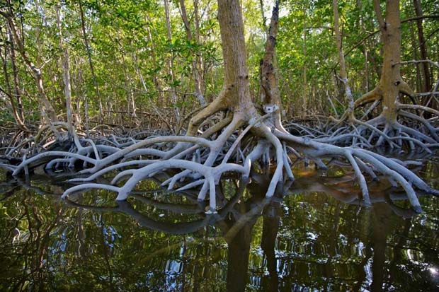 Feature Story: Fast-forward to 2056. Everglades are gone?