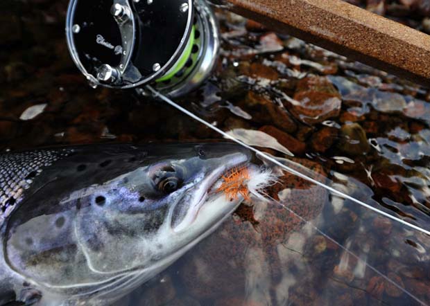 Video: This is the ultimate Atlantic salmon fishery