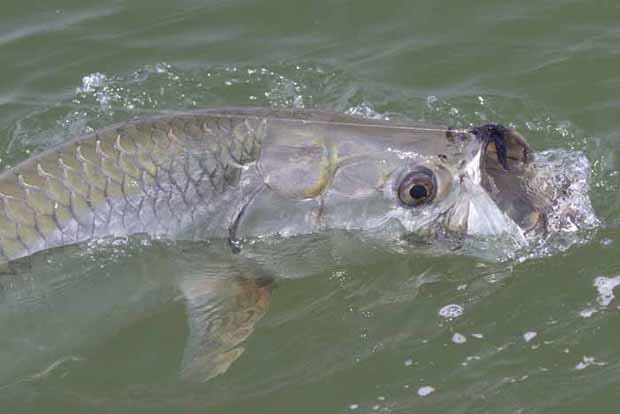 Wednesday Fish Facts: Megalops atlanticus, tarpon, silver king