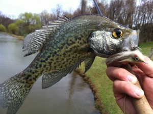 Crappie are a ton of fun with kids.