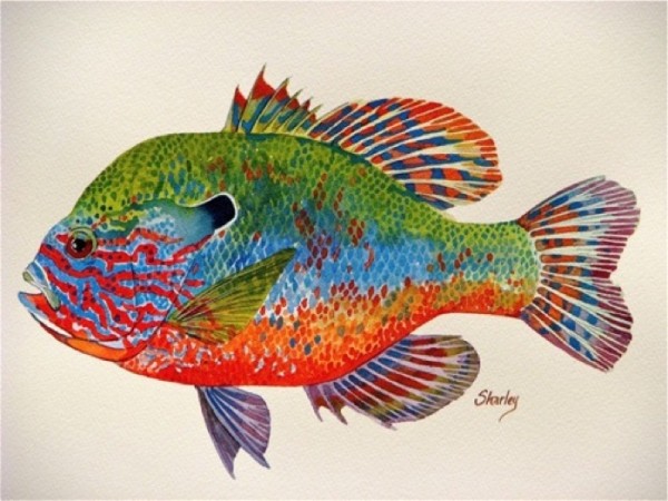 Longeared sunfish - copyright Dan Sharley