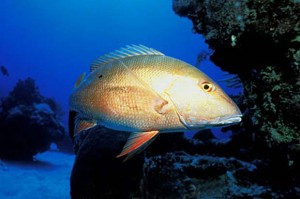 Photo credit Florida Museum of Natural History - Ichthyology Department: Mutton Snapper / www.flmnh.ufl.edu 