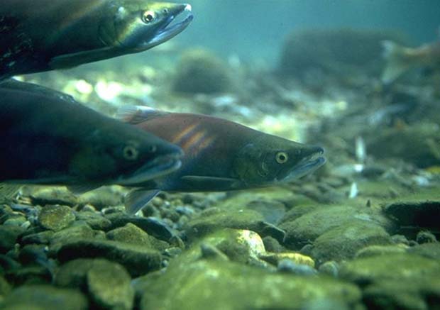 News: Coleman National Fish Hatchery salmon avoid drought, get ride to Delta