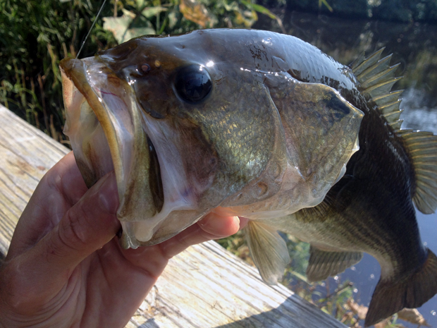 News: Wanna know where the best bass lakes are?