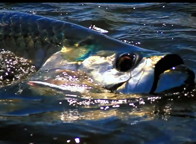 Video: The Belize Tarpon Tagging Expedition