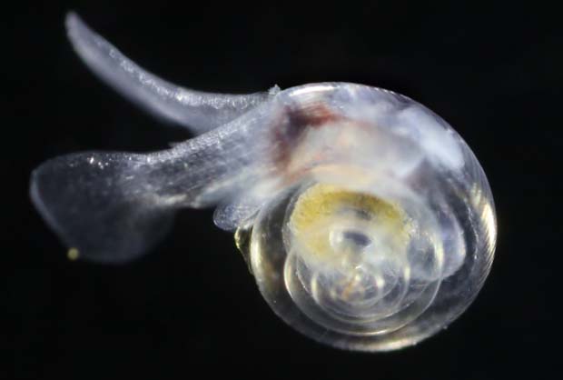News: Ocean Acidity Dissolving Shells Off Of Snails
