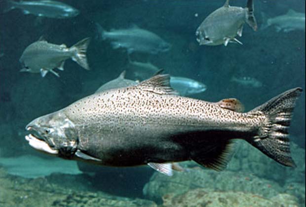News: Salmon fishing season maybe among best in recent history