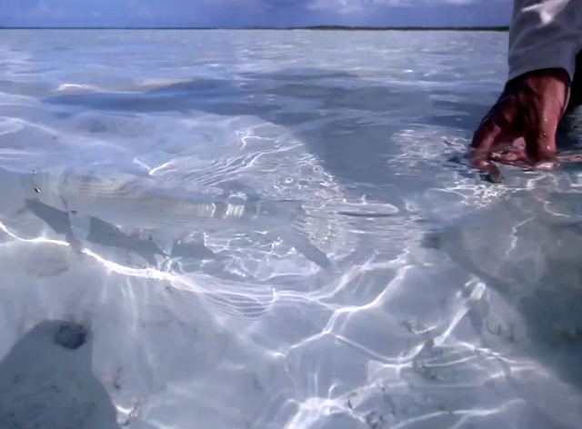 Video: Long Island, Bahamas DIY bonefishing