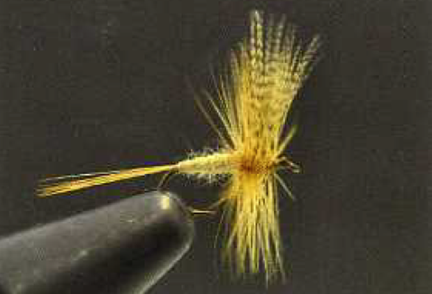A Darbee tied Light Cahill. From the collection of the American Fly Fishing Museum.
