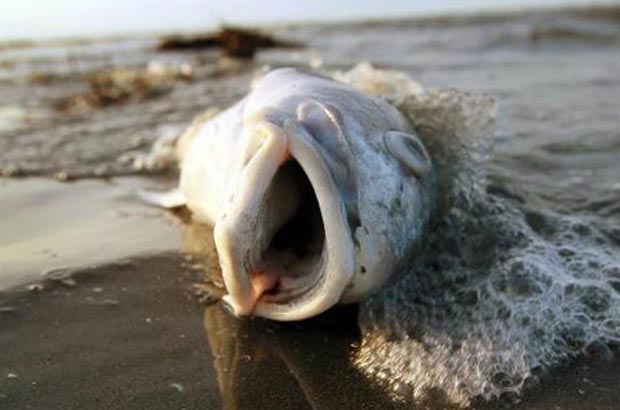 News: Red tide rears it’s ugly head in Gulf