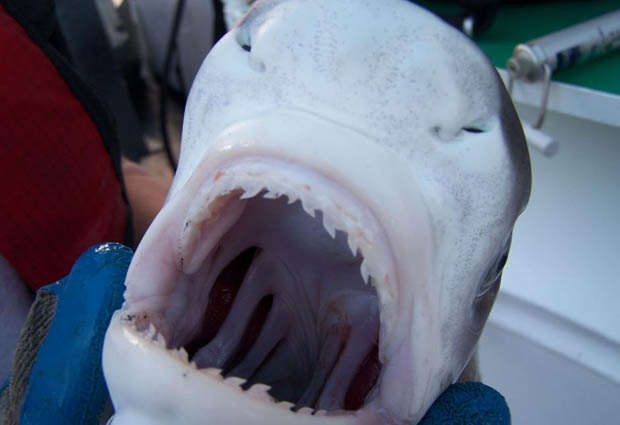 Wednesday Fish Facts: Galeocerdo, cuvier – tiger shark